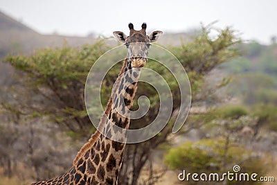 Head of a giraffe, watching you, Kenya Stock Photo