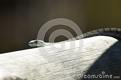 Head of Green-Spotted Bush Snake Stock Photo