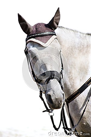 Head of grey sporting horse Stock Photo