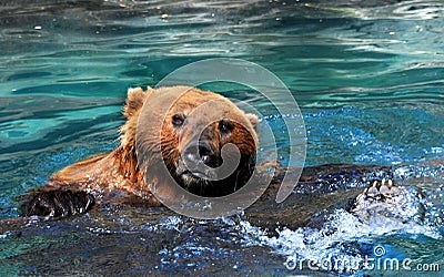 Head of Grizzly Stock Photo