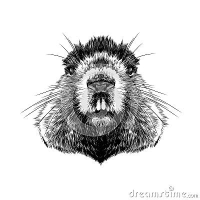 Head Groundhog Stock Photo