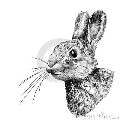 Head hare in profile, sketch vector graphics Vector Illustration