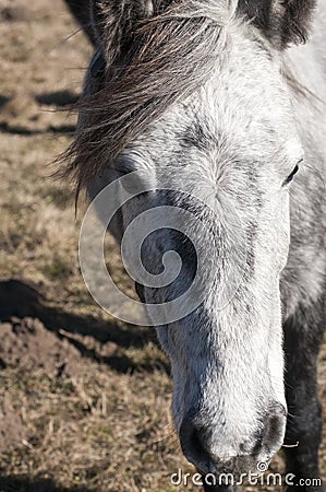 Head of a hinny Stock Photo