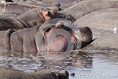 Head of a hippo looking out of the water Stock Photo