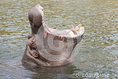 Head of a hippopotamus with gaping mouth Stock Photo
