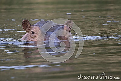 Head of the hippopotamus protruding partly from the water in the Stock Photo