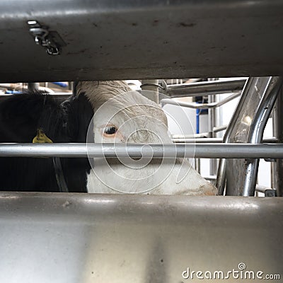 Head of holstein cow inside milking robot Stock Photo