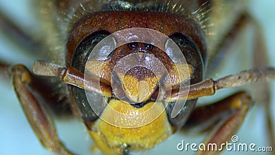 Head of a hornet vespa crabro Stock Photo