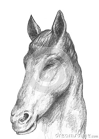 A head of horse painted by pencil Stock Photo