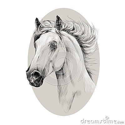Head horse profile sketch vector Vector Illustration
