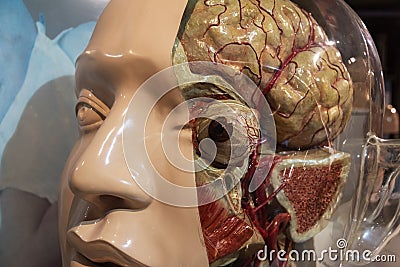 head of human anatomical model Stock Photo