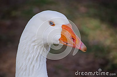 Head image of white goose close-up focusing at its long neck at the centennial park, Sydney, Australia. Stock Photo