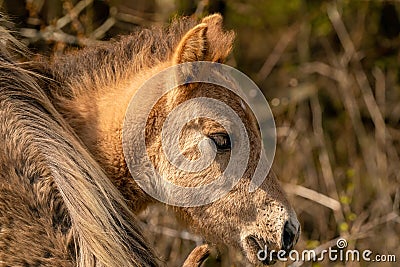 Head of a konik horse foal. The cute young animal looks straight into the camera. In the golden reeds Stock Photo