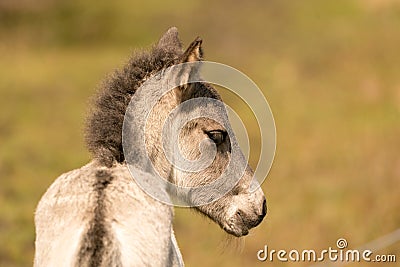 Head of a konik horse foal, seen from behind. The young animal in the golden reed Stock Photo