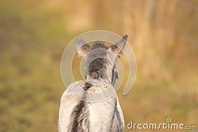 Head of a konik horse foal, seen from behind. The young animal in the golden reed Stock Photo