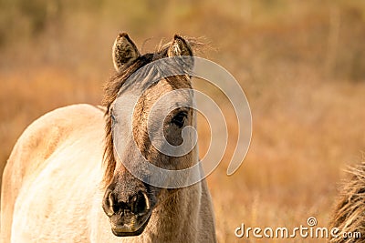 Head of a konik horse mare. In the golden reeds Stock Photo