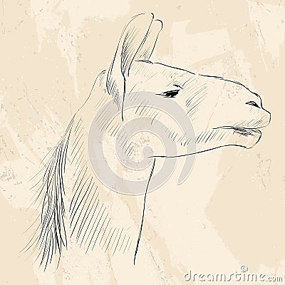Head Lama Vector Illustration