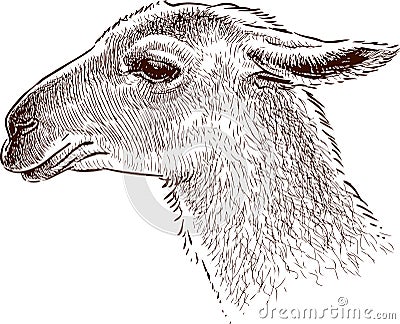 Head of a lama Vector Illustration