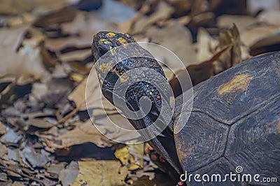 The head of a land turtle. The turtle looks into the frame in surprise Stock Photo