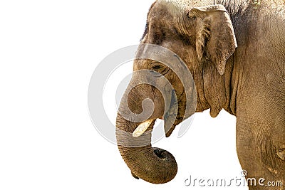 Head of a large animal elephant in the zoo Stock Photo
