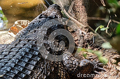 Head of a large crocodile Stock Photo