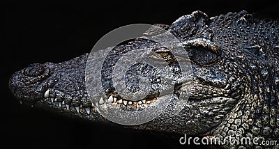 head large of crocodile on black background Stock Photo