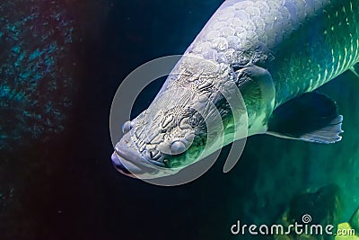 Head of large fish with relief in the aquarium Stock Photo