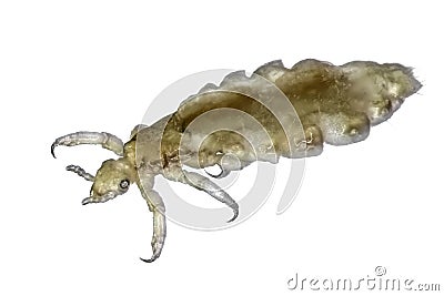 Head lice (louse) Stock Photo