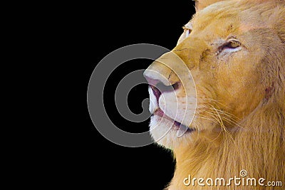 Lion isolated on black background Stock Photo