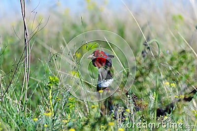 Head male common pheasant Phasianus colchicus in the wild. A pheasant hides in the grass Stock Photo