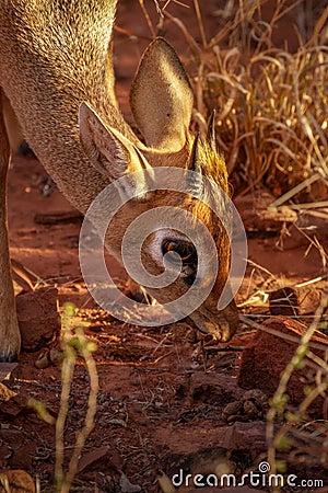 Head of a male damara dik-dik ( Madoqua Kirkii), Waterberg National Park, Namibia. Stock Photo