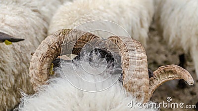 Head of sheep stands out on flock of sheep with emphasis on their horns Stock Photo