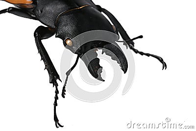 Head, mandible and front legs of large male beetle of stag beetle family Lucanidae, this particular native in Vietnam, on white ba Stock Photo