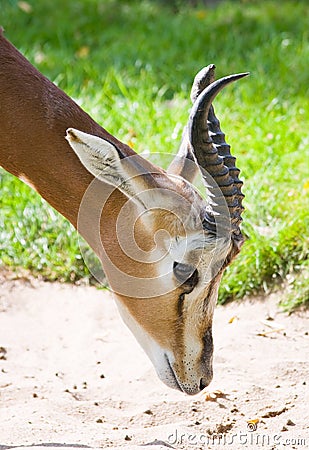 Head of Mhorr gazella Stock Photo