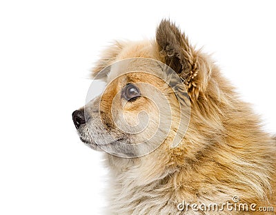 Head mixed breed puppy in profil. isolated on whit Stock Photo