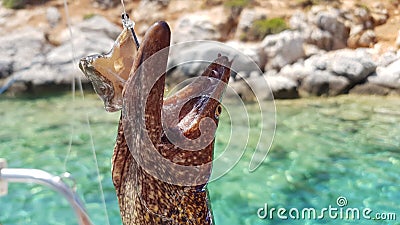 Head Moray eels on a fishing hook. Stock Photo