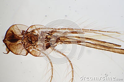 Head of a Mosquito Stock Photo