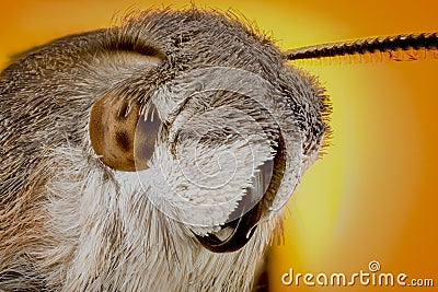 Head of moth macro Stock Photo