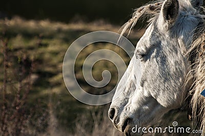 Head of mountain packhorse Stock Photo