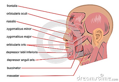 Head muscles Cartoon Illustration