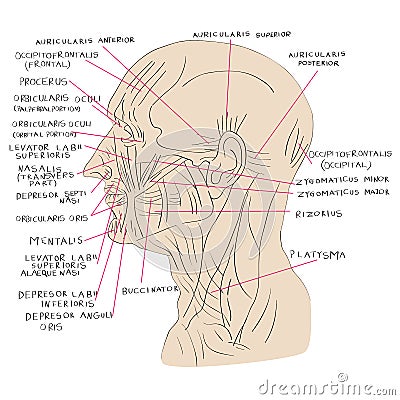 Head muscles lateral color Vector Illustration