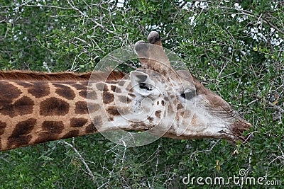 Giraffe stretching neck for a snack. Stock Photo