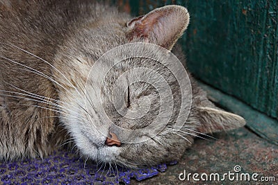 Head big gray sleeping cat on the street near the green wall Stock Photo