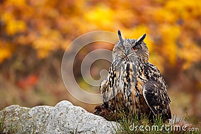 Head of owl. Detail face portrait of bird, big orange eyes and bill, Eagle Owl, Bubo bubo, rare wild animal in the nature habitat, Stock Photo