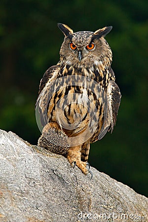 Head of owl. Detail face portrait of bird, big orange eyes and bill, Eagle Owl, Bubo bubo, rare wild animal in the nature habitat, Stock Photo