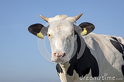 Head of pale cow with horns, black and white breed of fleckvieh and a blue background Stock Photo