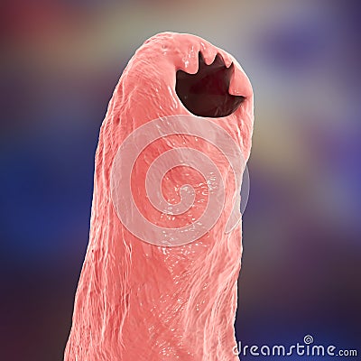 Head of a parasitic hookworm Ancylosoma Cartoon Illustration