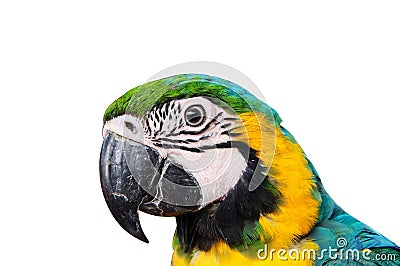 Head of Parrot Macaw. Stock Photo
