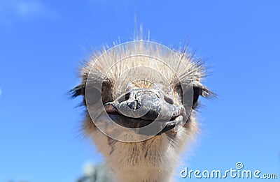 Head-On Picture of an Ostrich Stock Photo