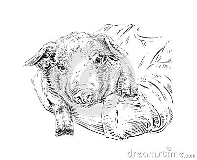 head piglet hand drawing sketch engraving illustration style Vector Illustration